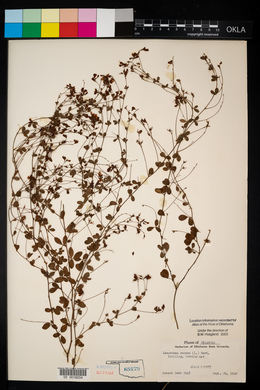 Lespedeza repens image