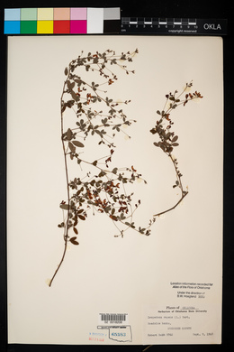 Lespedeza repens image