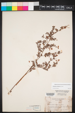 Lespedeza violacea image