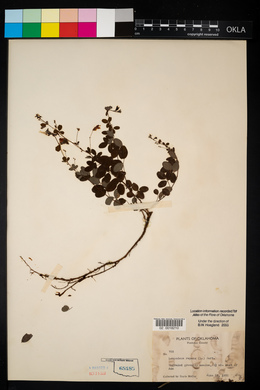 Lespedeza repens image