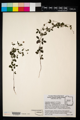 Lespedeza repens image