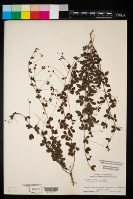 Lespedeza repens image