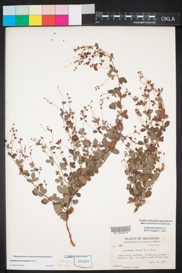 Lespedeza procumbens image