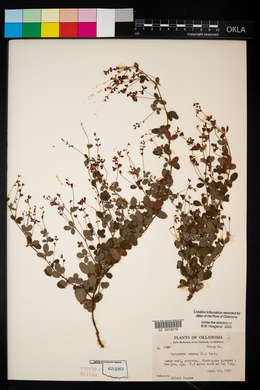 Lespedeza procumbens image