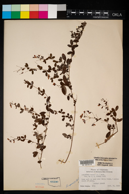 Lespedeza repens image