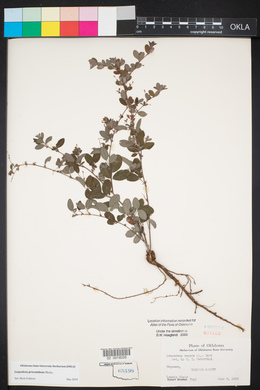 Lespedeza procumbens image