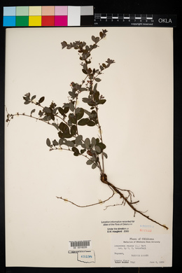 Lespedeza procumbens image