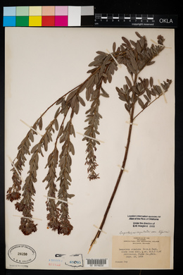 Lespedeza capitata image