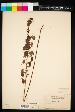 Lespedeza stuevei image