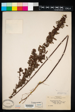 Lespedeza stuevei image