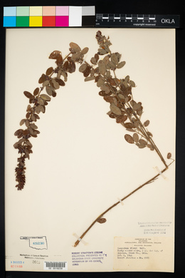 Lespedeza stuevei image