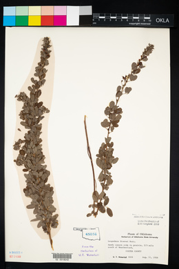 Lespedeza stuevei image