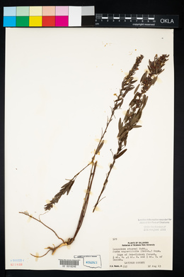 Lespedeza stuevei image