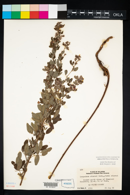 Lespedeza stuevei image