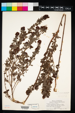 Lespedeza stuevei image