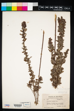 Lespedeza stuevei image