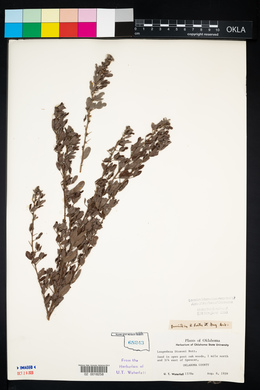 Lespedeza stuevei image