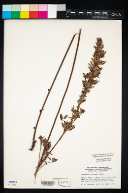 Lespedeza stuevei image