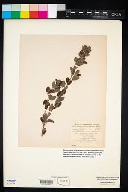 Lespedeza stuevei image