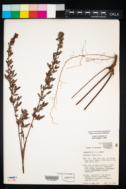 Lespedeza stuevei image