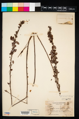 Lespedeza stuevei image