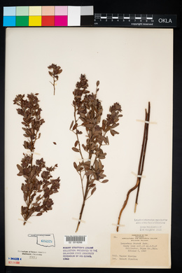 Lespedeza stuevei image