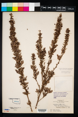 Lespedeza stuevei image