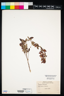 Lespedeza thunbergii image