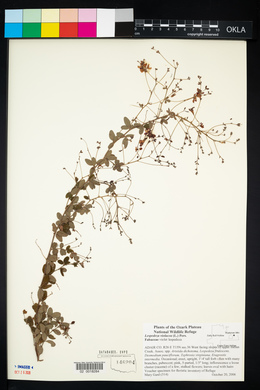 Lespedeza frutescens image