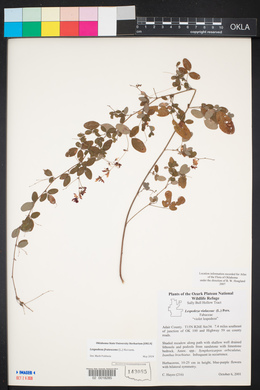 Lespedeza frutescens image