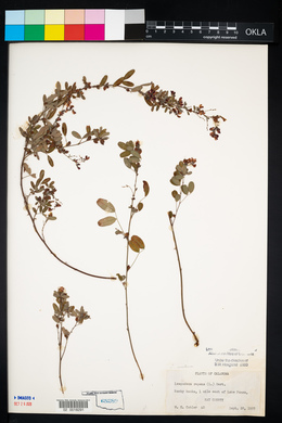 Lespedeza violacea image