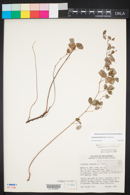 Lespedeza frutescens image