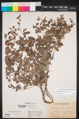 Lespedeza frutescens image