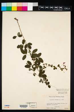 Lespedeza frutescens image