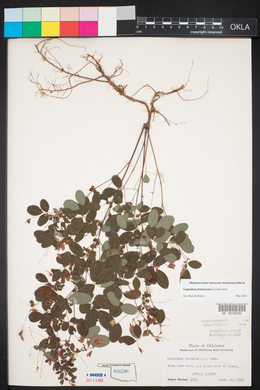 Lespedeza frutescens image