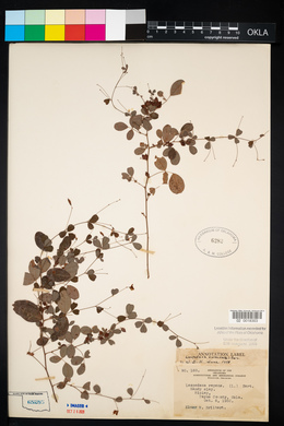 Lespedeza frutescens image