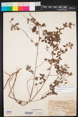 Lespedeza frutescens image