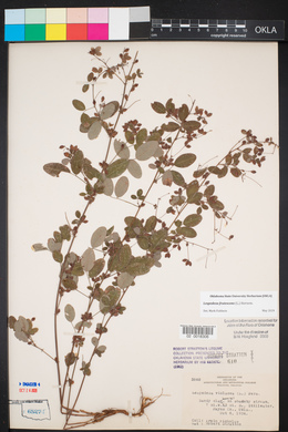 Lespedeza frutescens image