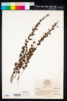 Lespedeza frutescens image