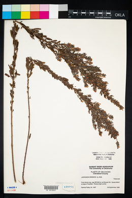 Lespedeza virginica image