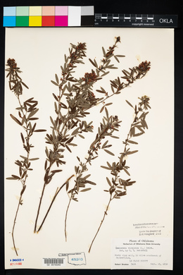 Lespedeza virginica image