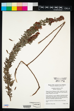 Lespedeza virginica image