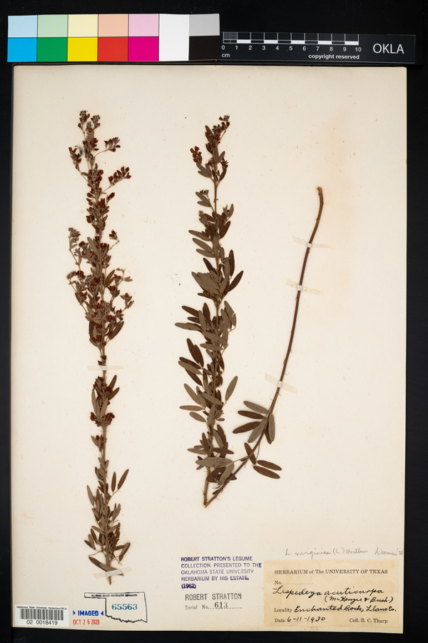 Lespedeza virginica image
