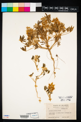 Lupinus pusillus image