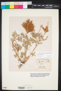Lupinus texensis image