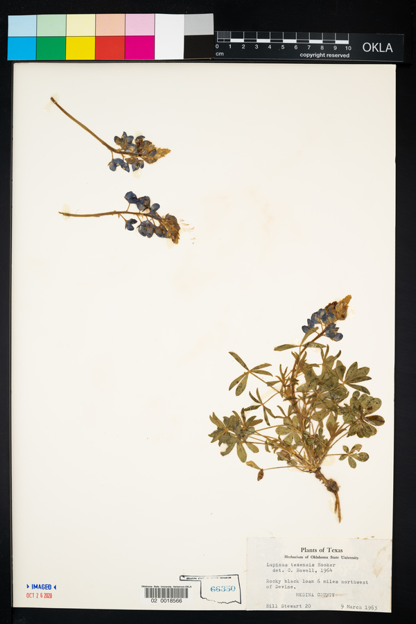 Lupinus texensis image