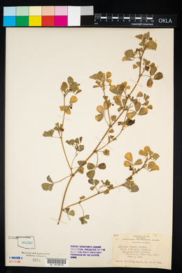 Medicago polymorpha image