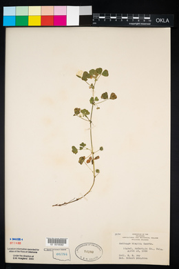 Medicago polymorpha image