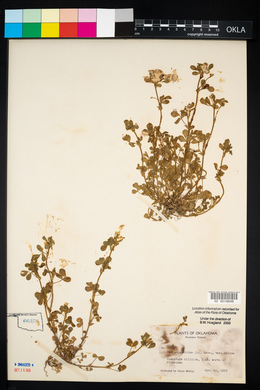 Medicago minima image