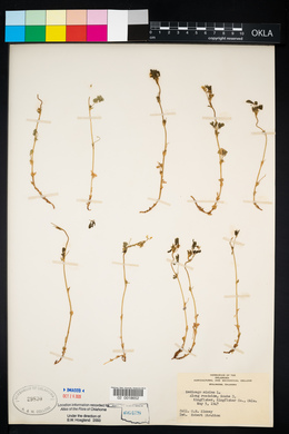 Medicago minima image